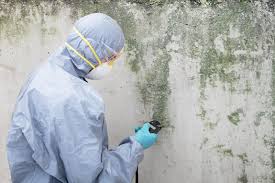 Best Mold Damage Restoration  in Union, NJ